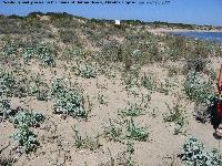 5cy-sea-holly.jpg