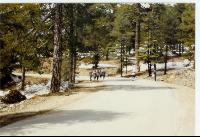HappyValleyRoad.jpg
