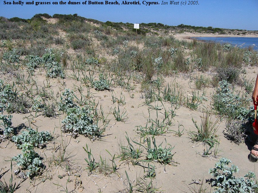 5cy-sea-holly.jpg